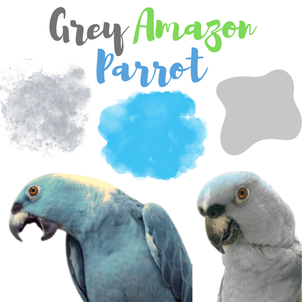 Grey amazon parrot