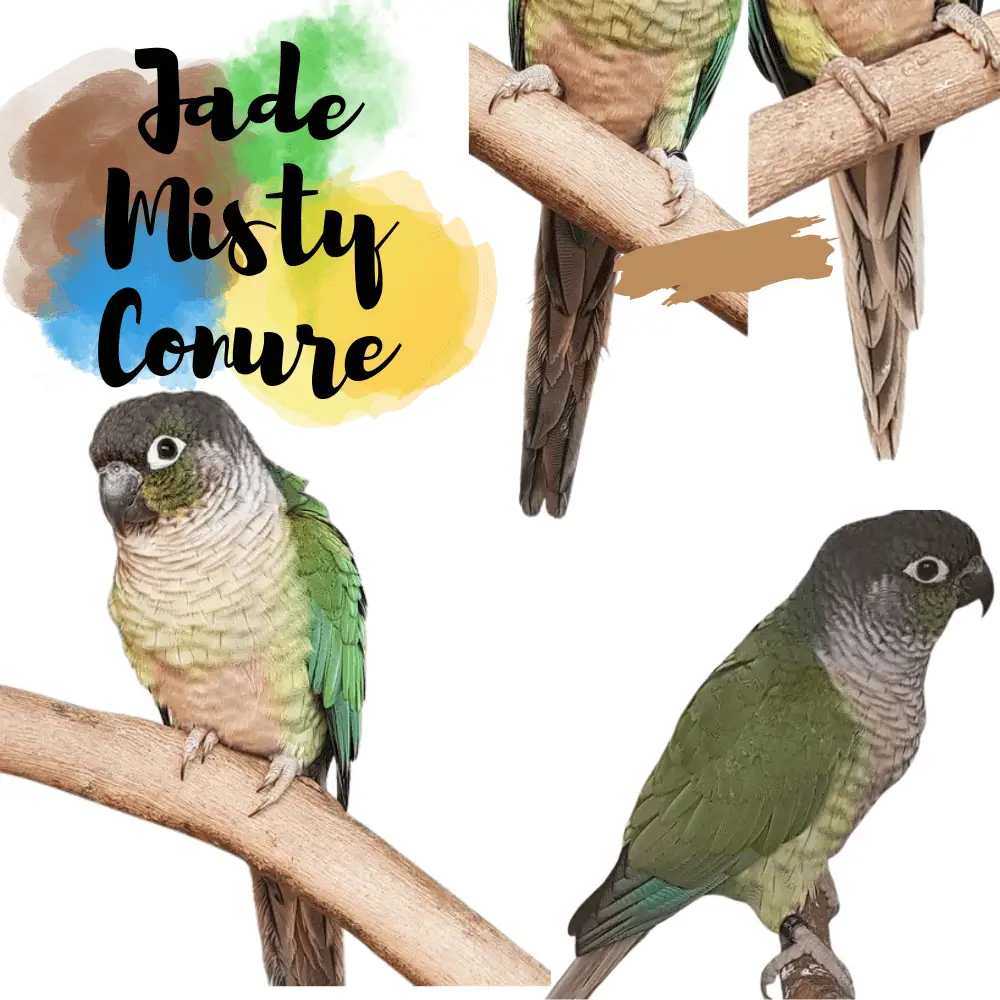 Jade-Misty conure