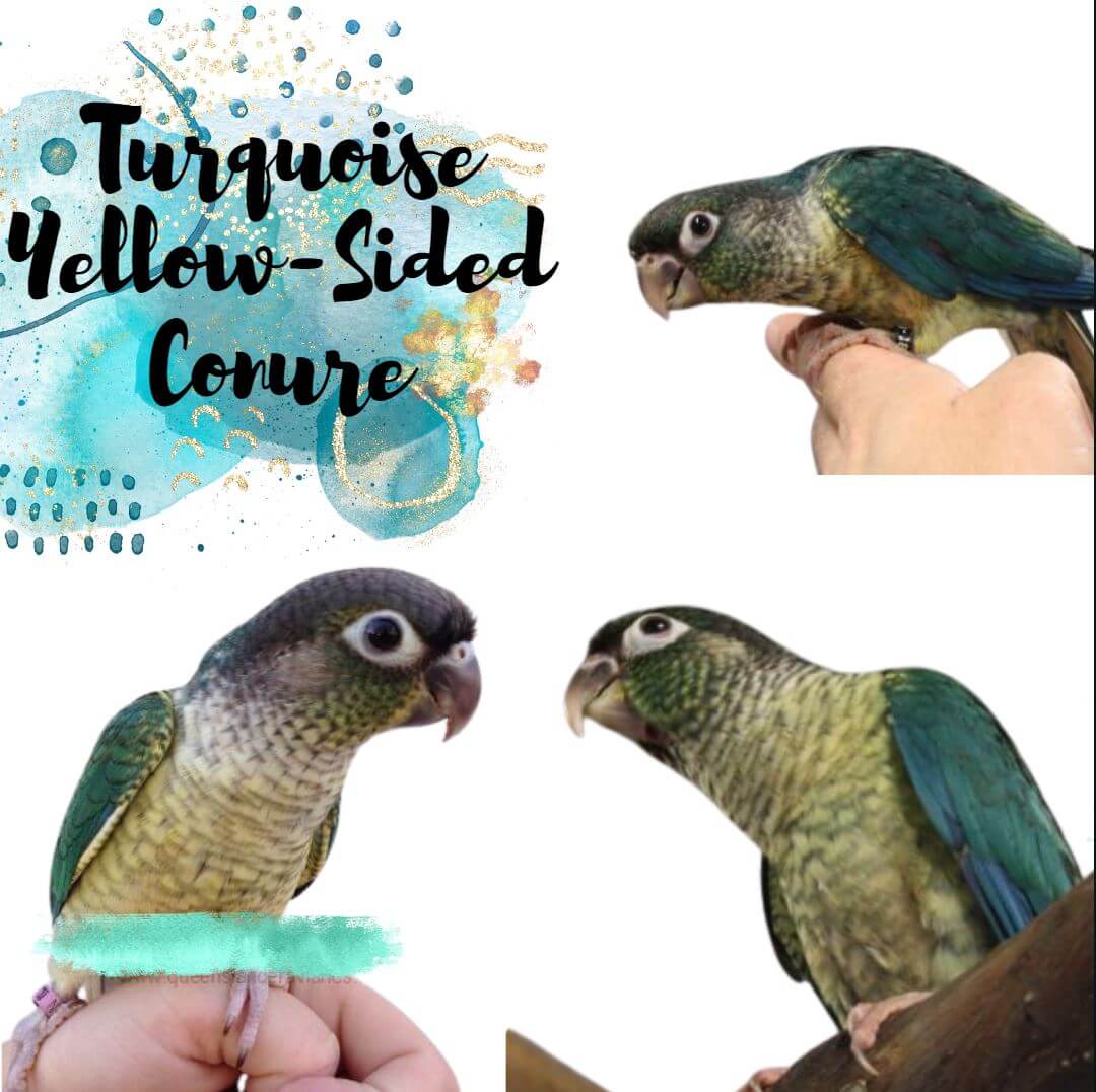 Turquoise Yellow-sided conure