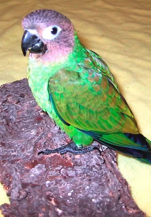 WEDDELL'S CONURE