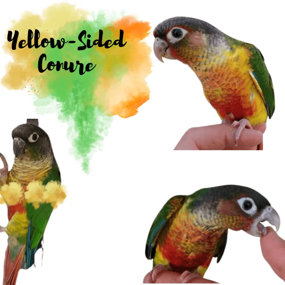 Yellow-Sided Conure