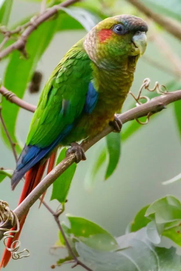 blood-eared parakeet