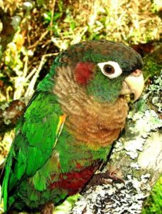 brown-breasted conure