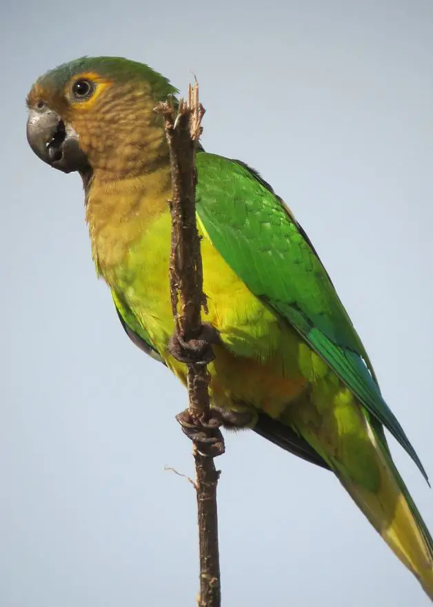 brown-throated parakeet