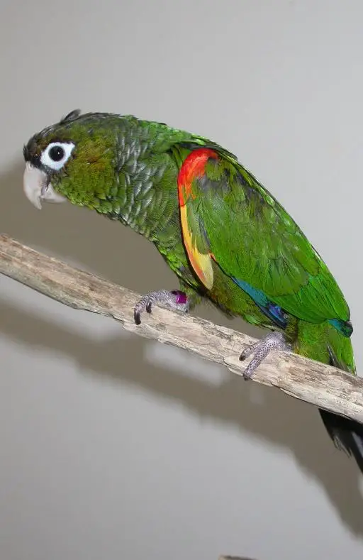 fiery-shouldered conure