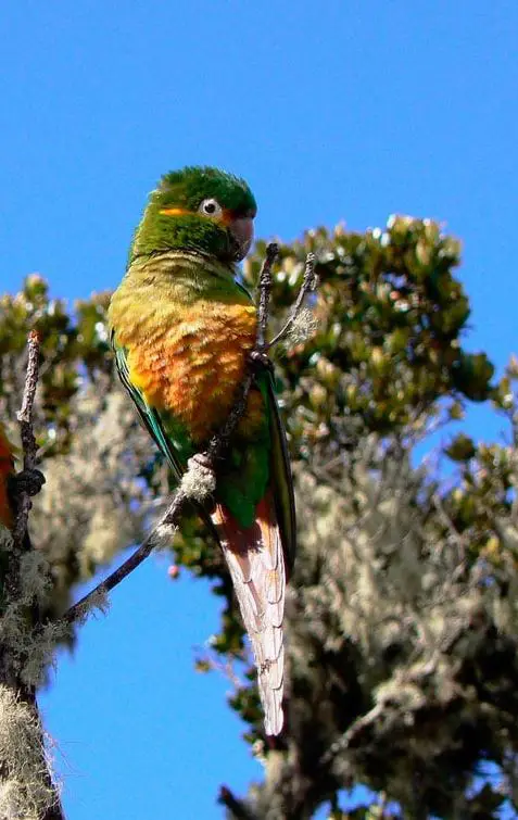 golden-plumed parakeet