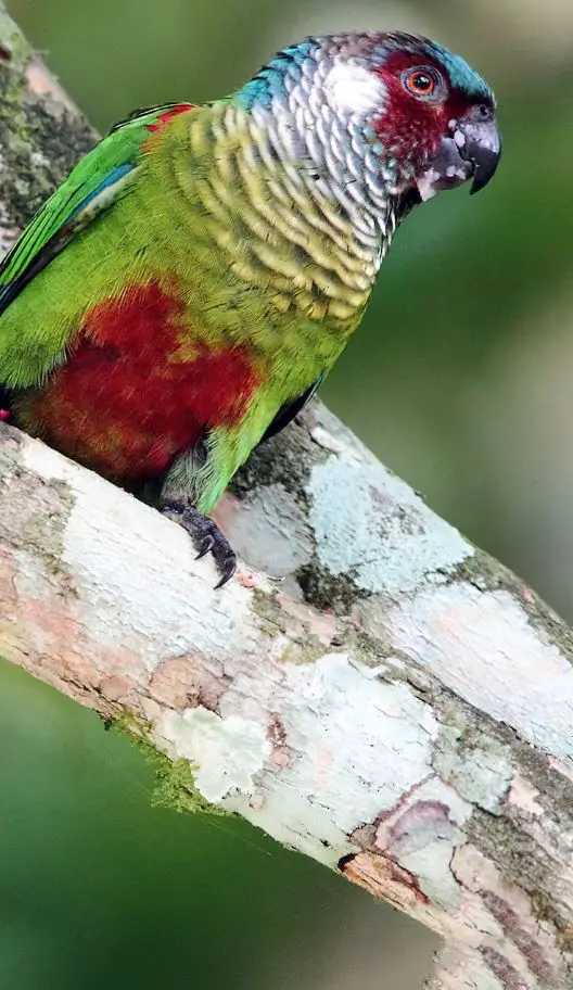 maroon-faced parakeet
