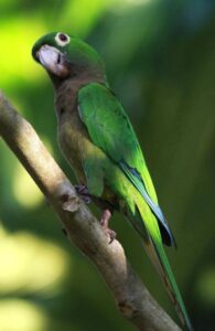 olive-throated parakeet