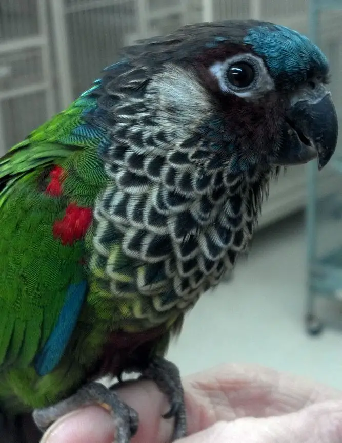 painted conure