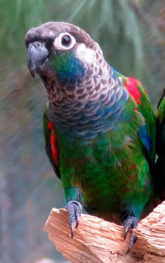 pearly conure
