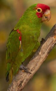 red-headed conure