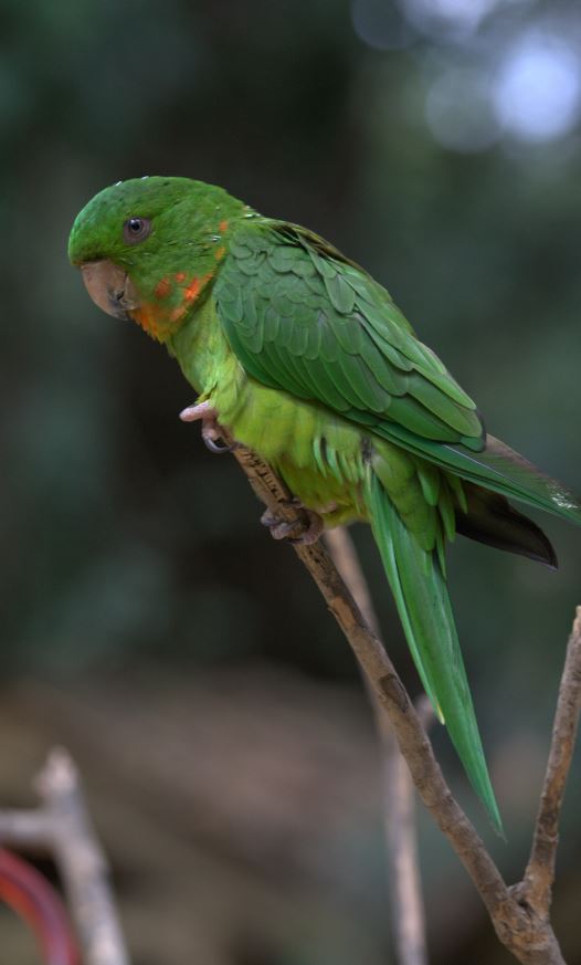 red-throated conure