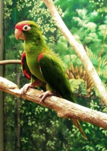 scarlet-fronted conure