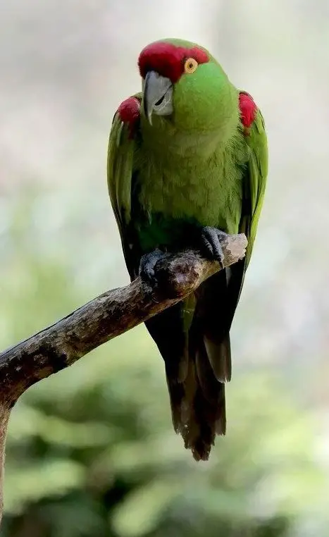 thick-billed parrot