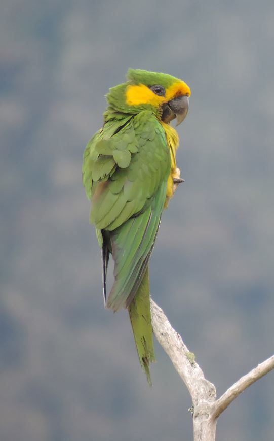yellow-eared parrot