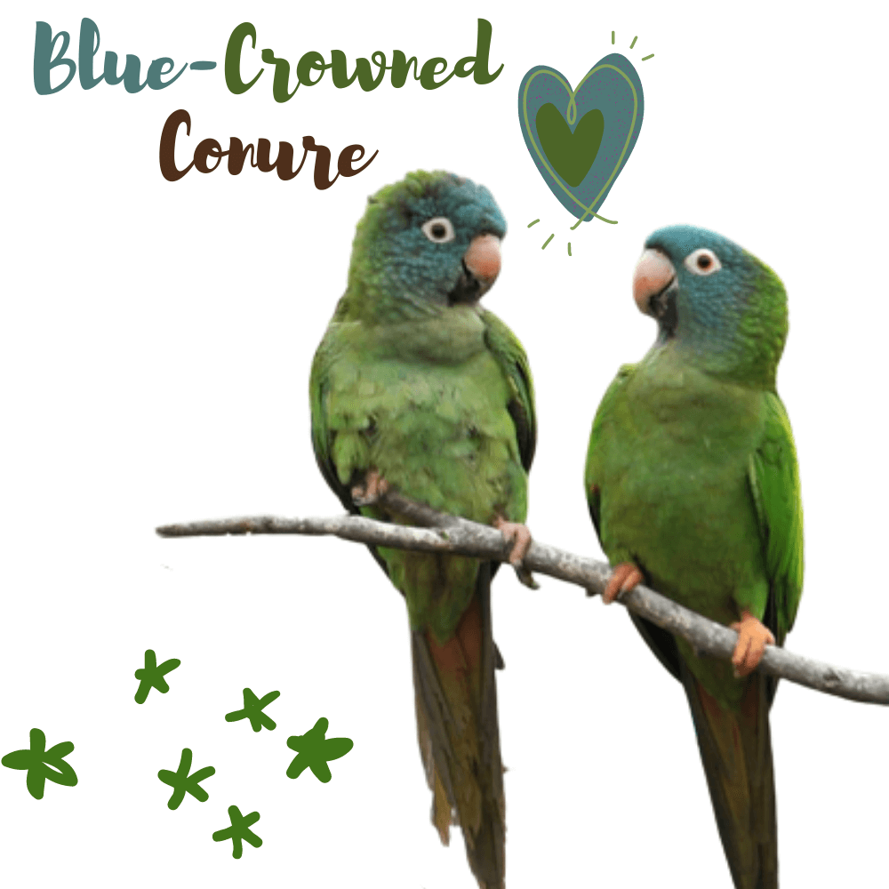 Blue-Crowned Conure
