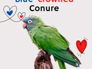 Blue-crowned Conure