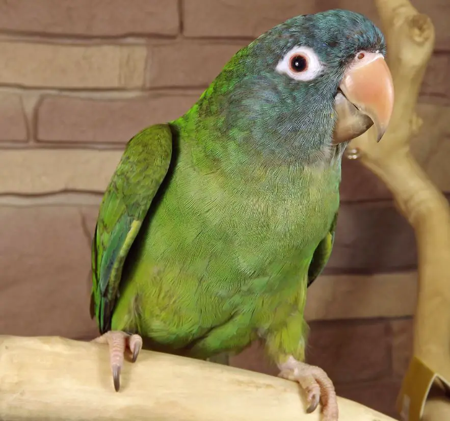 Blue-headed Parakeet