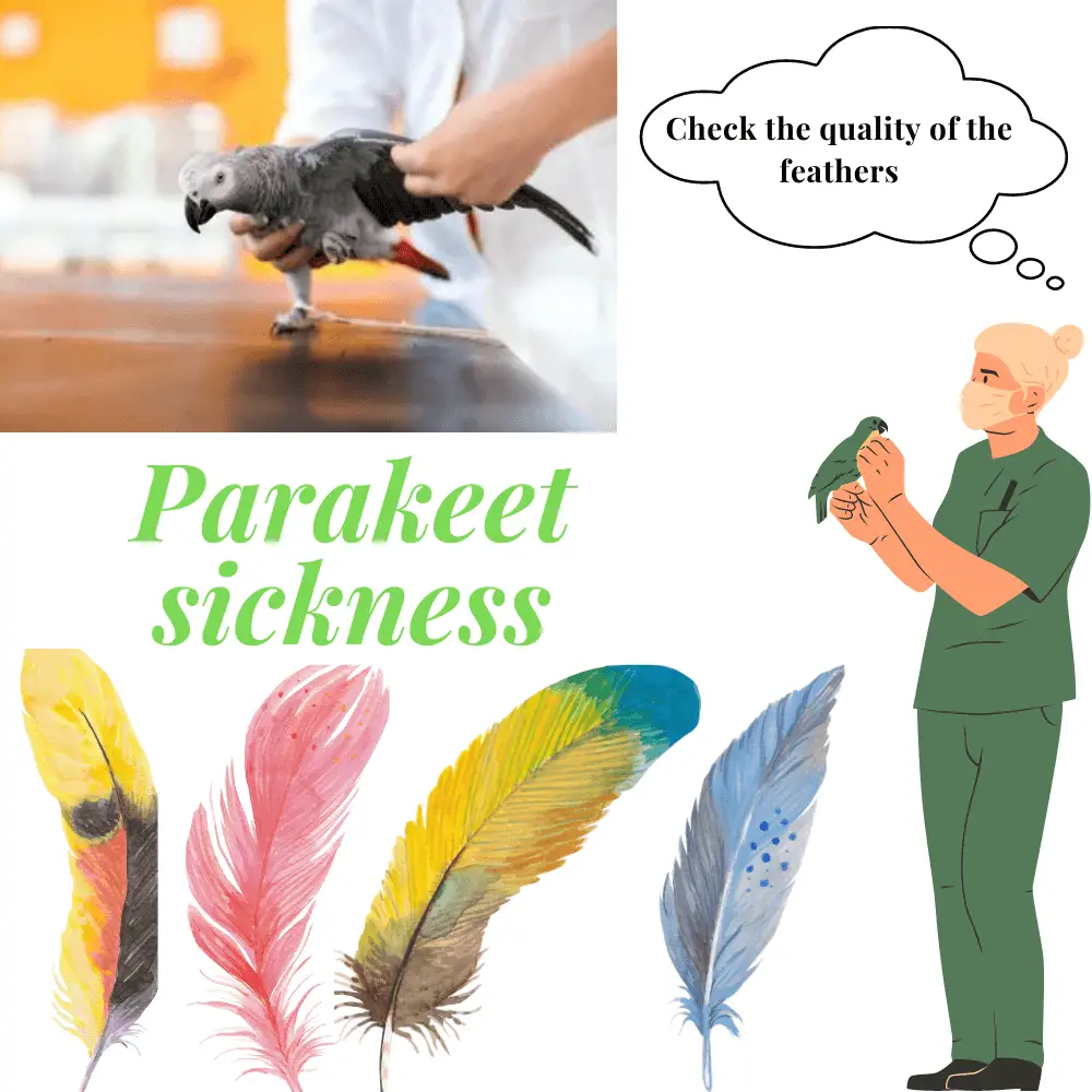 Check the quality of the parrot feathers