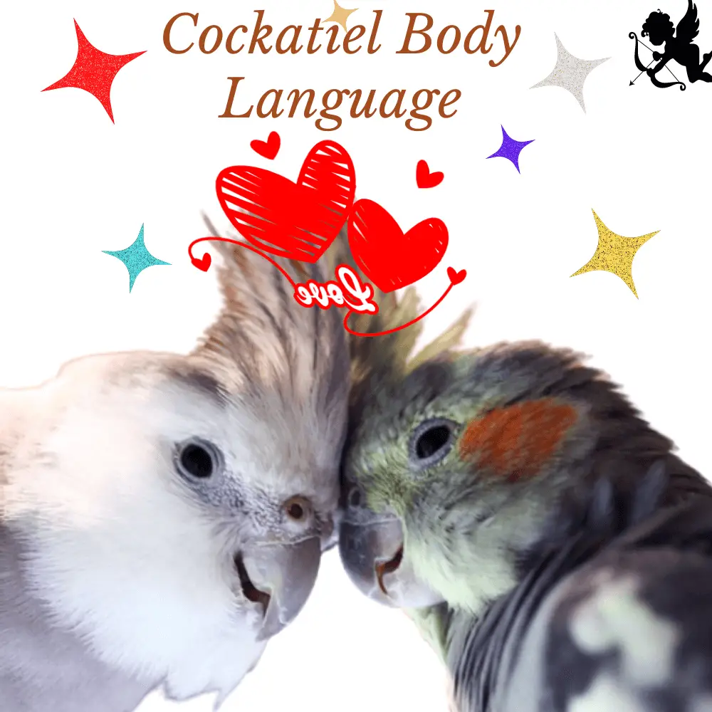 Cockatiel body language