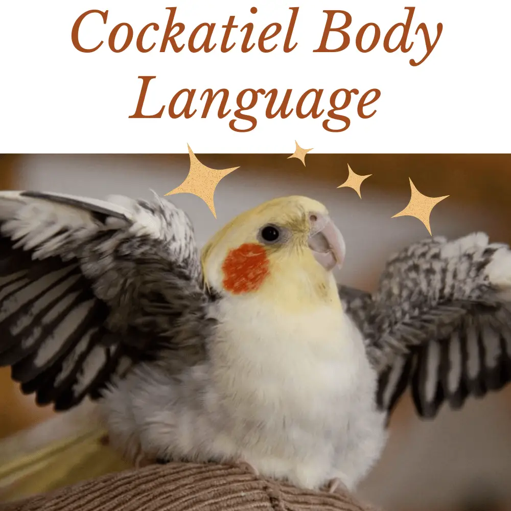 Cockatiel body language