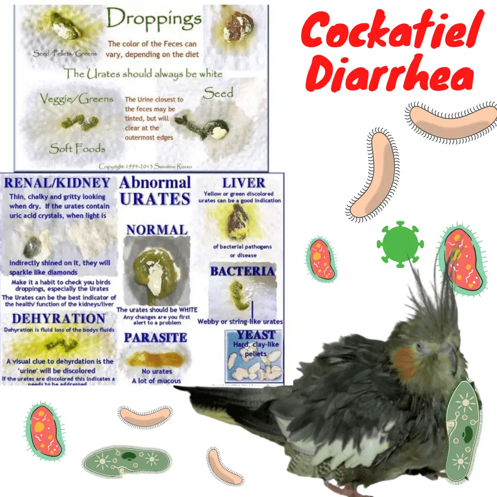 Cockatiel diarrhea