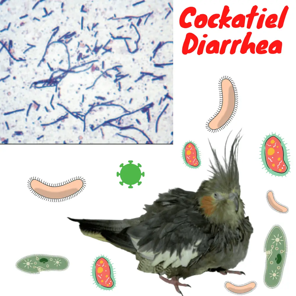 Cockatiel diarrhea