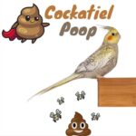 Cockatiel poop