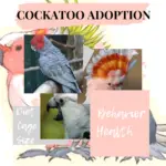 Cockatoo adoption