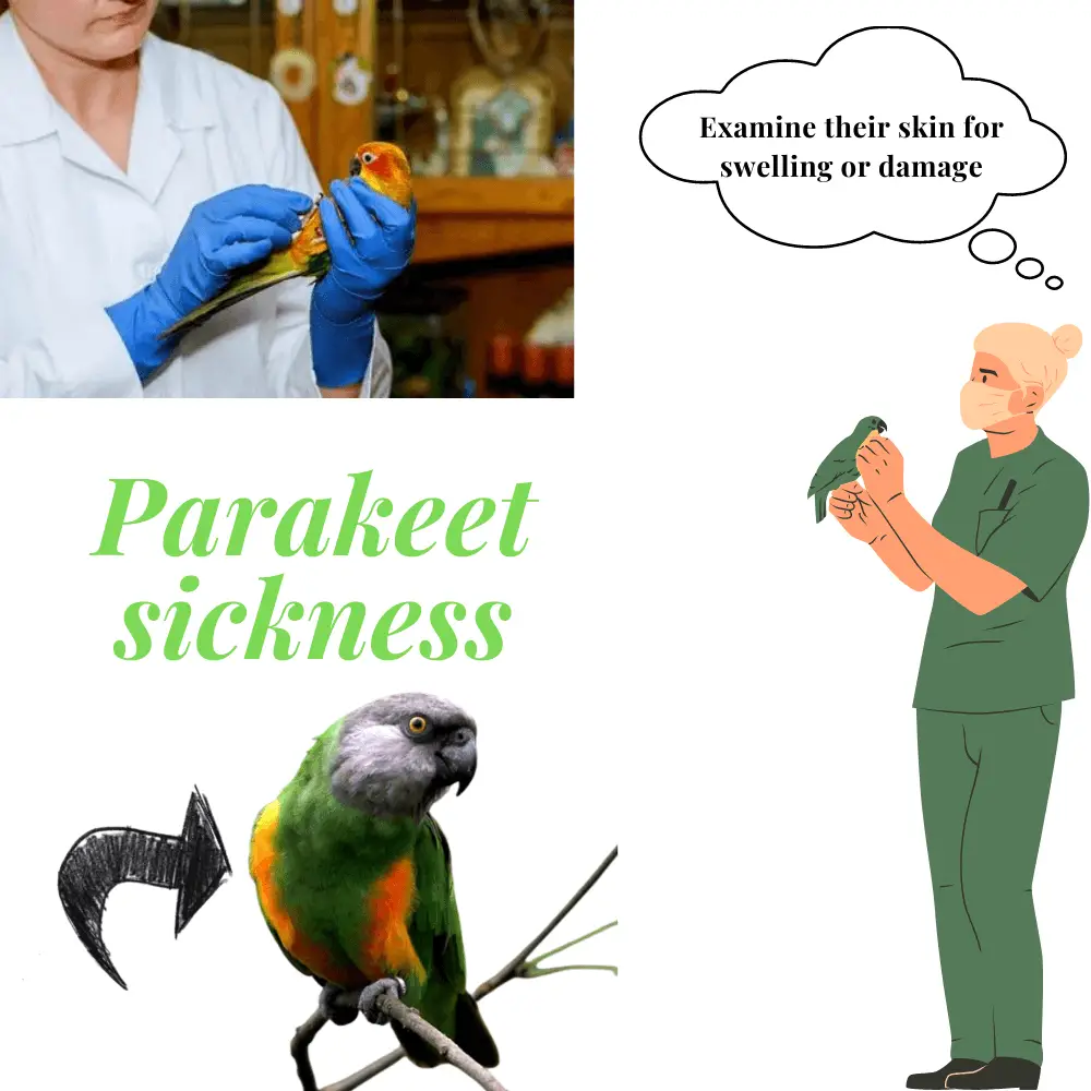 Examine parrot skin
