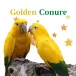 Golden Conure