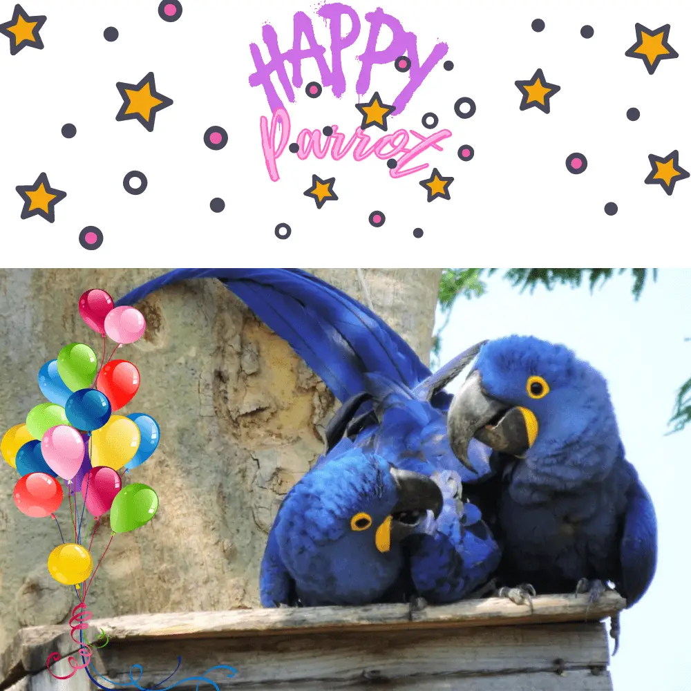 Happy parrots