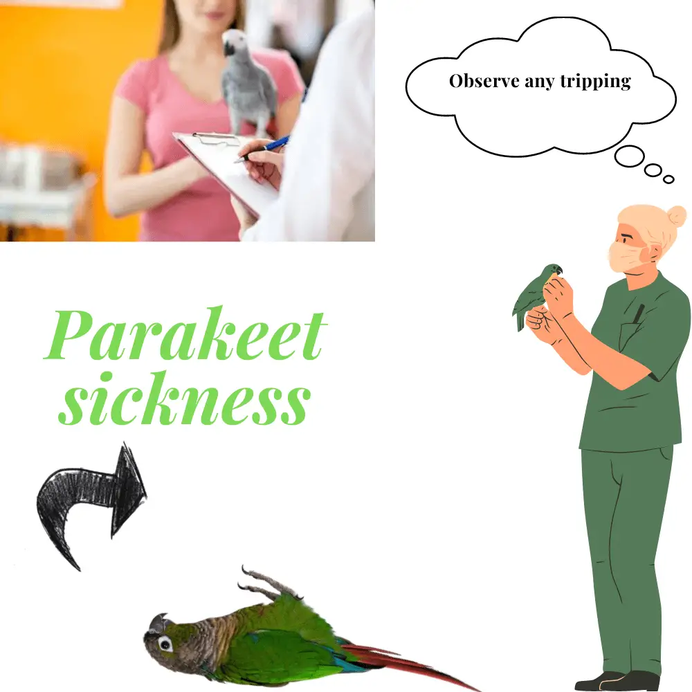 Observe any parrot tripping