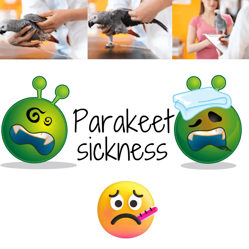 Parakeet sickness