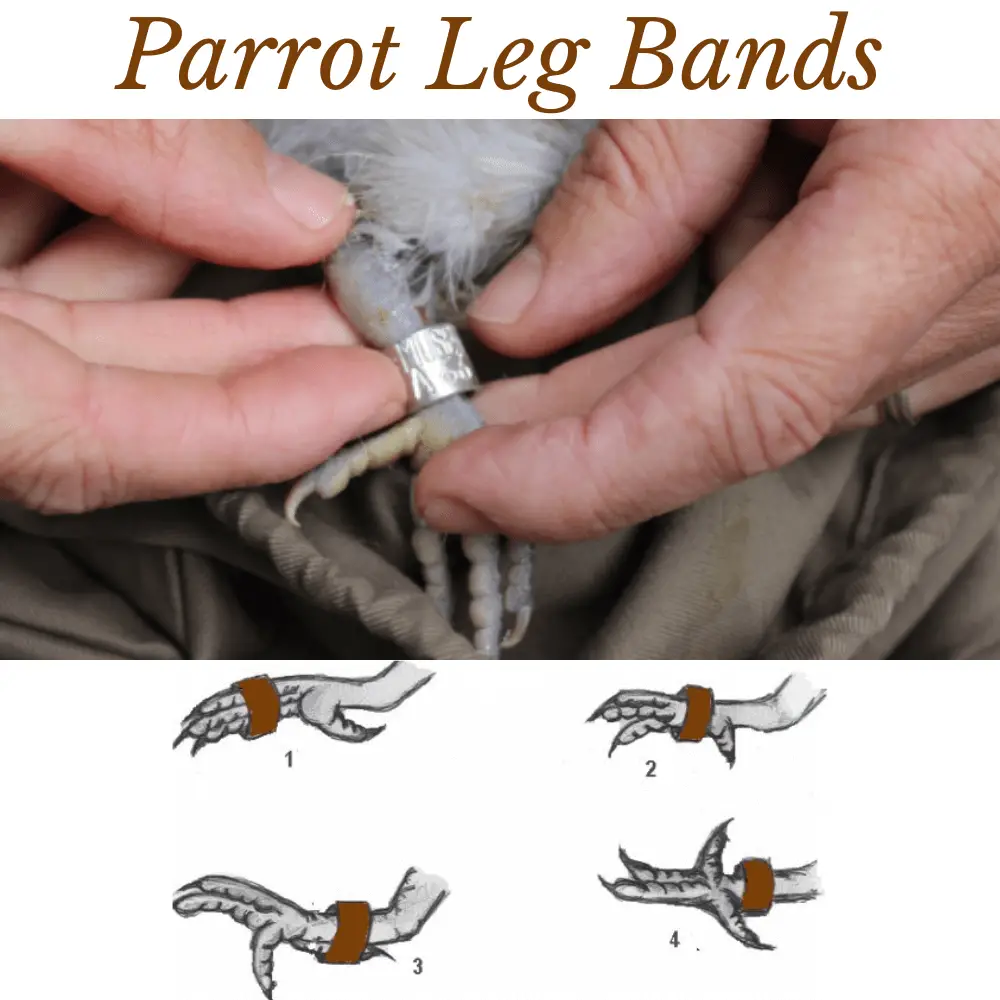 Parrot leg bands