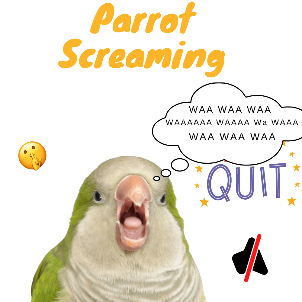 Parrot screaming