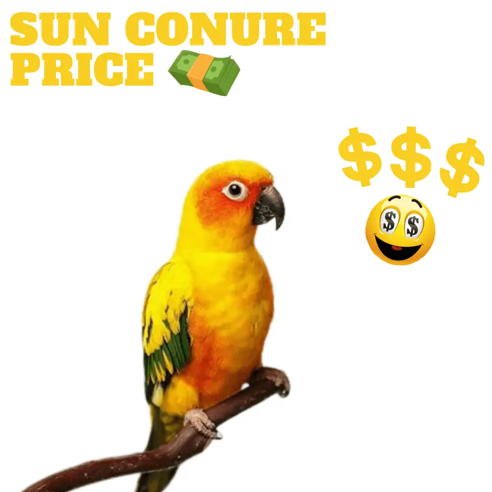 Sun conure price