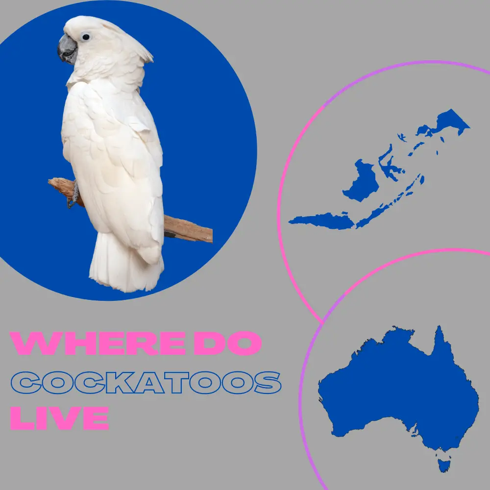 cockatoo habitat