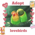 Adopt lovebirds