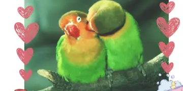 Adopt lovebirds