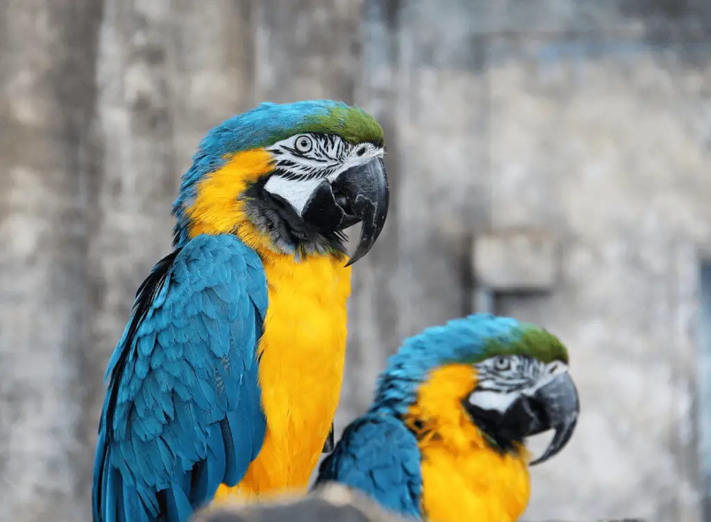 Blue-throated-macaw