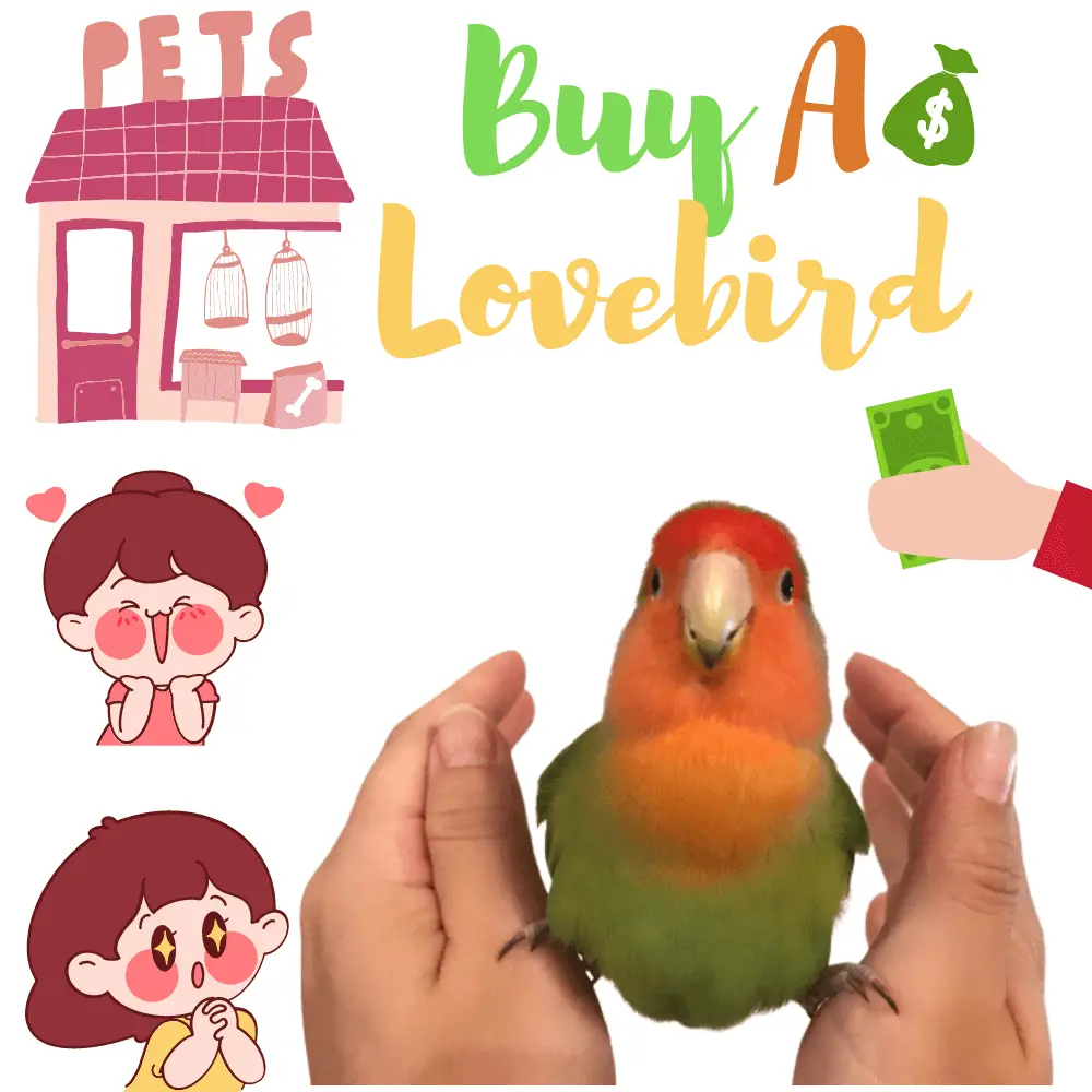 Buy a Lovebird