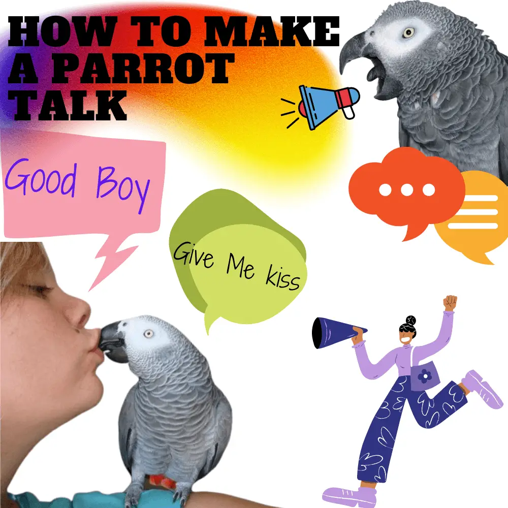 How to make a parrot talk