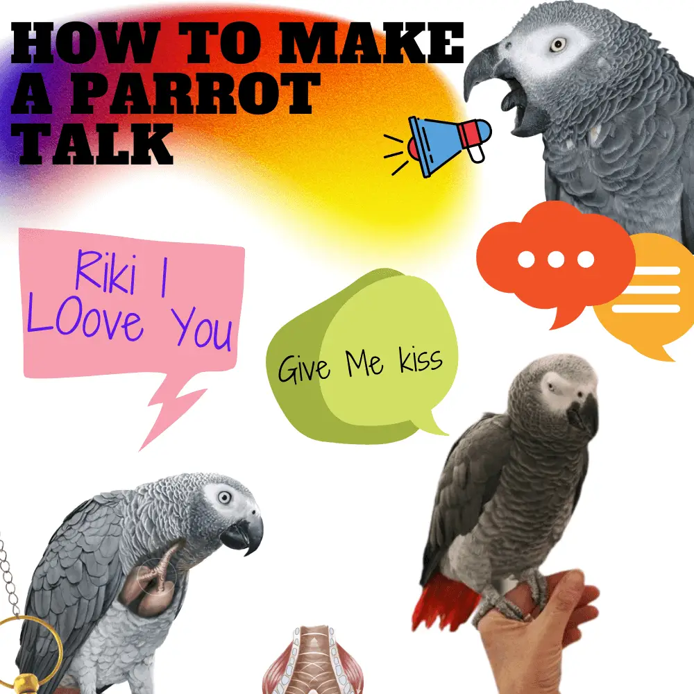 How to make a parrot talk