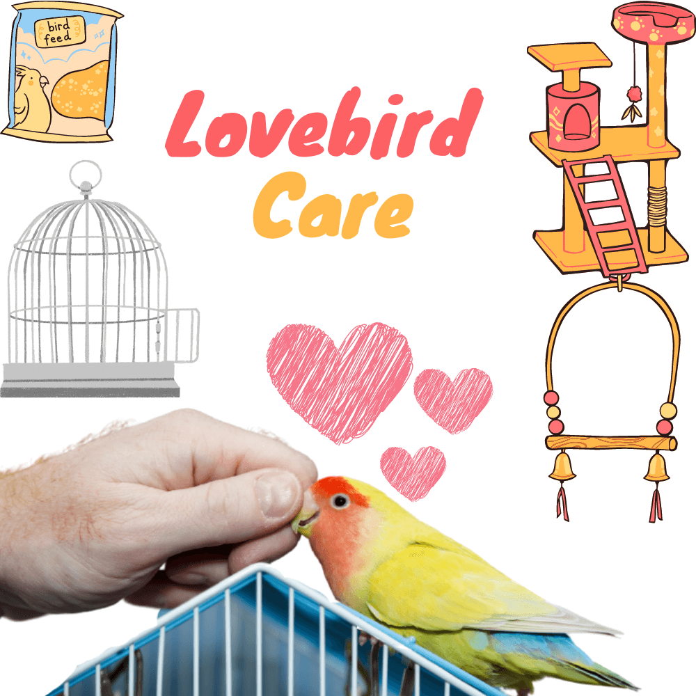 Lovebird Care