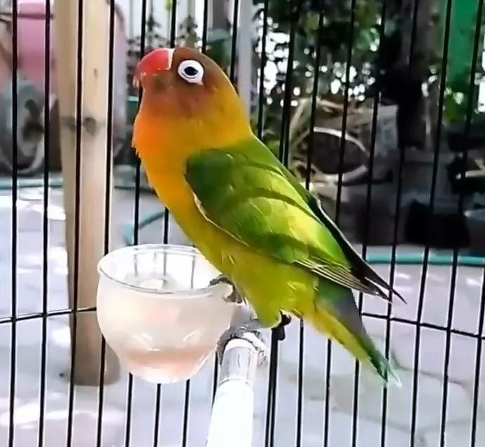 Lovebird drink