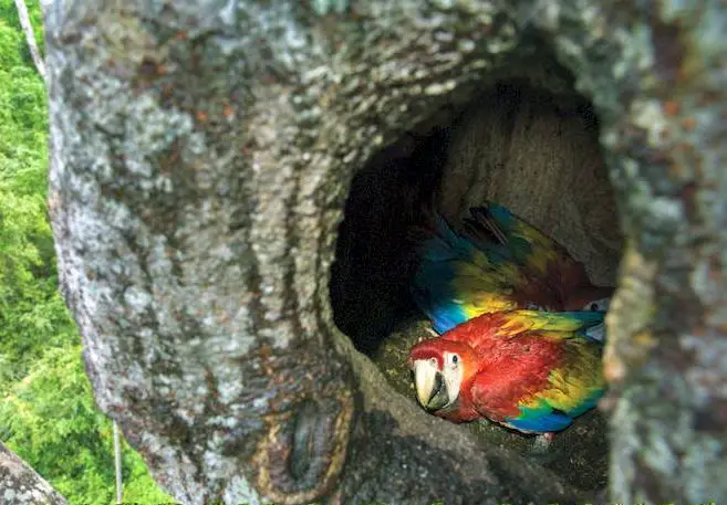 Macaw Nest