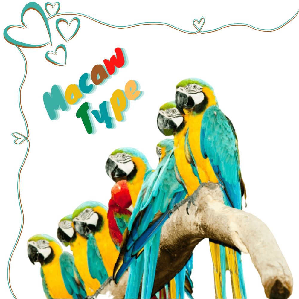Macaw Type