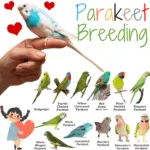 Parakeet breeding