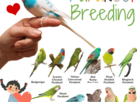 Parakeet breeding